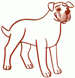 bullmastiff-4_250