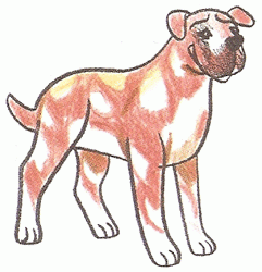 bullmastiff-5_250