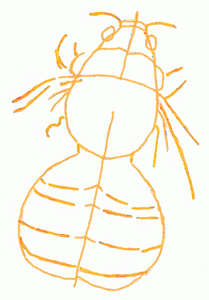 bumble-bee-4_300