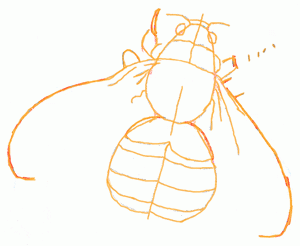bumble-bee-5_300