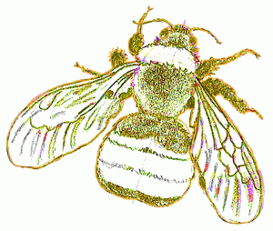 bumble-bee-9_300