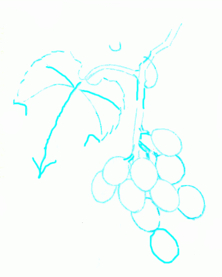 bunch-of-grapes-3_569
