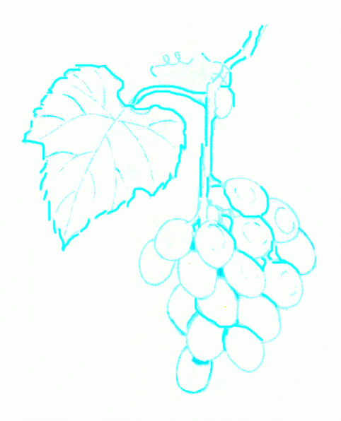 bunch-of-grapes-5_596