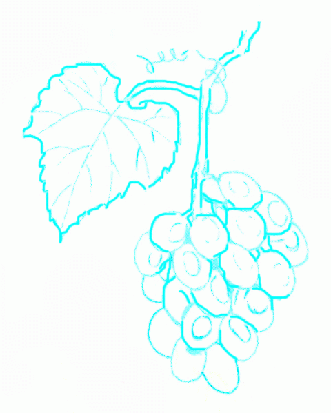 bunch-of-grapes-6_599