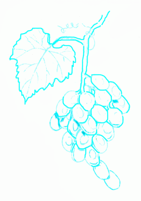 bunch-of-grapes-7_695