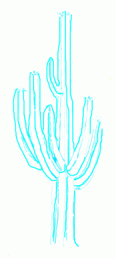 cactus-giant-cereus-3_1034_02
