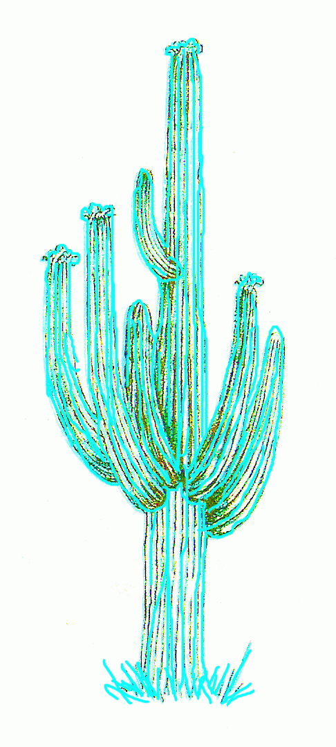 cactus-giant-cereus-6_1080_02