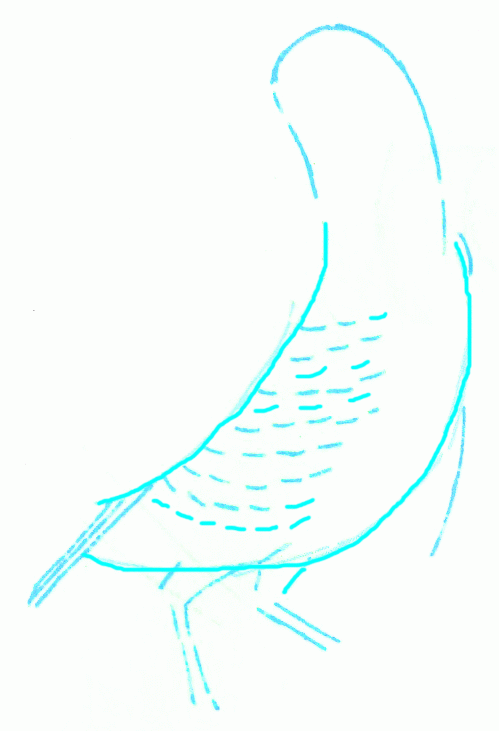 californian-quail-2_731