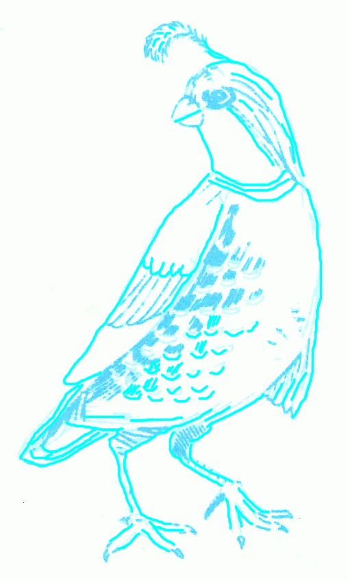californian-quail-4_848