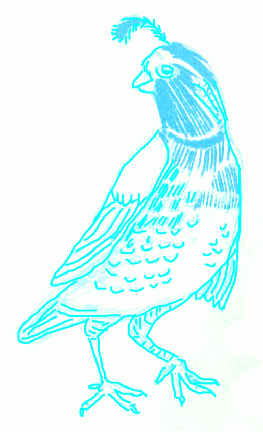 californian-quail-5_846