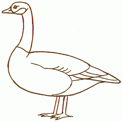 canada-goose-4_250