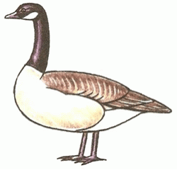 canada-goose-5_250