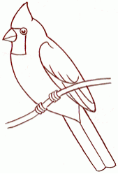 cardinal-4_250