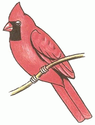cardinal-5_250