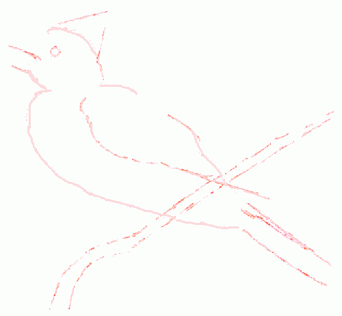 cardinal-bird-2_500