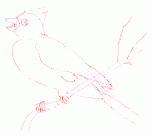 cardinal-bird-3_500