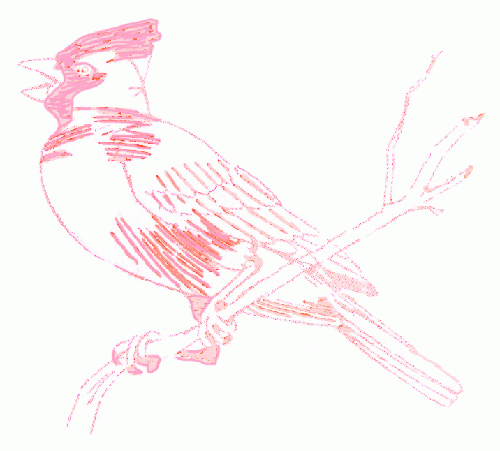 cardinal-bird-5_500
