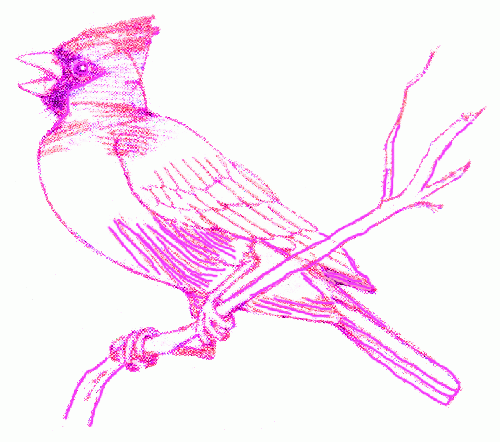 cardinal-bird-6_500
