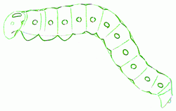 caterpillar-5_250