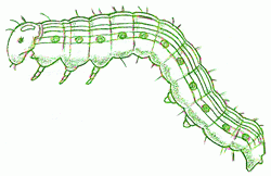 caterpillar-8_250