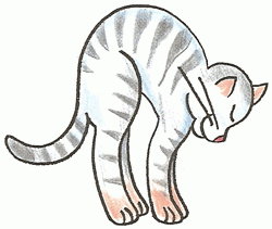 cats-morning-exercise-5_250