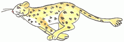 cheetah-5_250_01