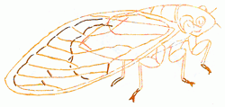 cicada-7_250