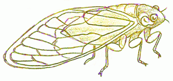 cicada-8_250