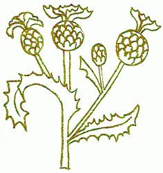 cirsium_arvense_5_250