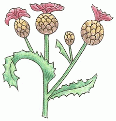 cirsium_arvense_6_250