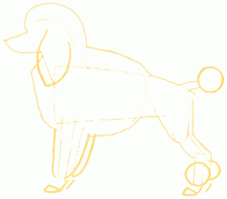classical-poodle-5_250