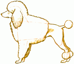 classical-poodle-6_250