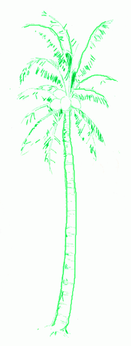 coconut-palm-4_1190