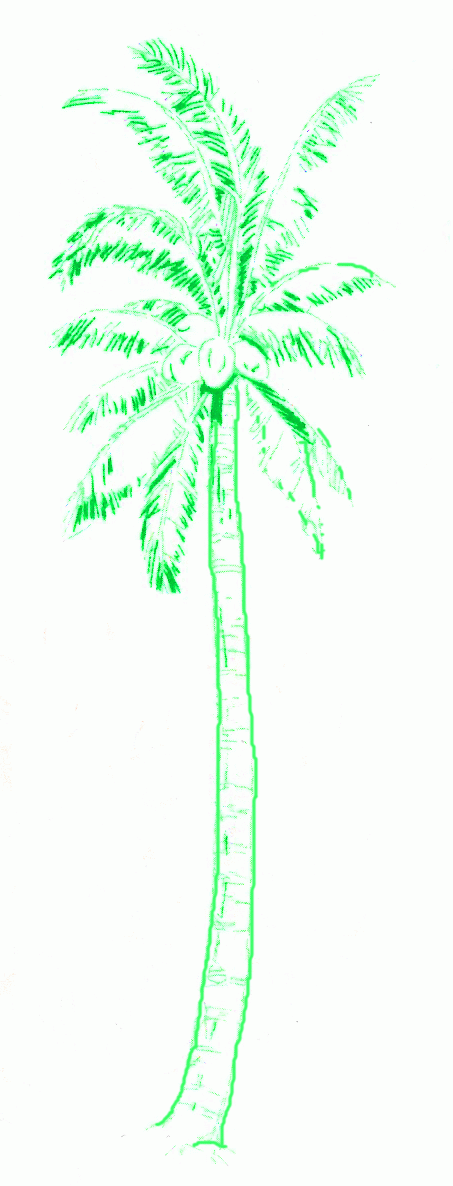 coconut-palm-5_1186