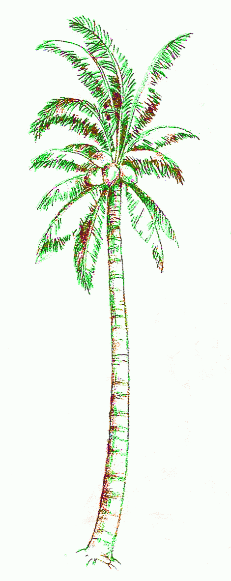 coconut-palm-6_1182