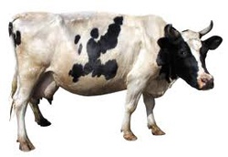 cow_250_01