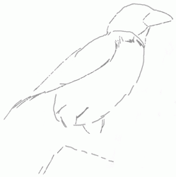 crow-2_250