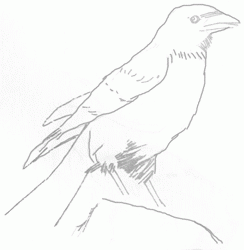 crow-3_250