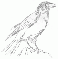 crow-4_250