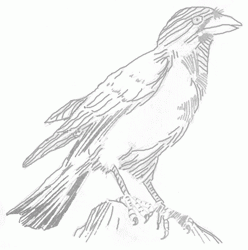 crow-5_250