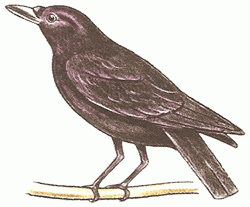 crow-5_250_02