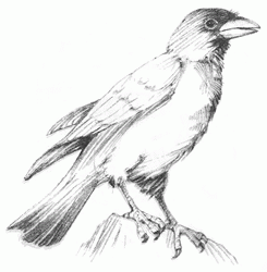 crow-6_250