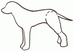 dalmatian-dog-3_250_03