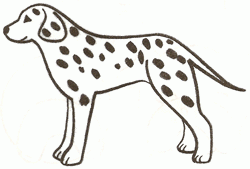 dalmatian-dog-4_250_02