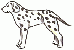 dalmatian-dog-5_250_02