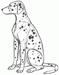 dalmatian-dog-6_250_01