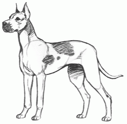 danish-dog-6_250