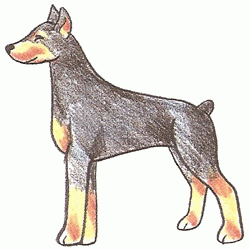 doberman-pinscher-5_250