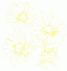 dog-daisy-4_250