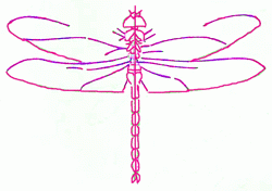 dragonfly-5_250